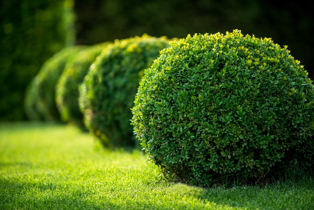 Hedge Trimming in Tulare, CA